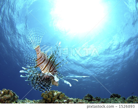 red lionfish, aquatic, in the water 1526893