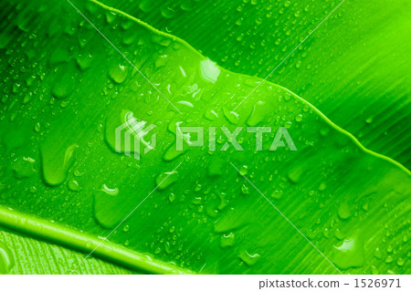 水滴在綠葉(特寫) 水滴在綠葉(特寫) 1526971