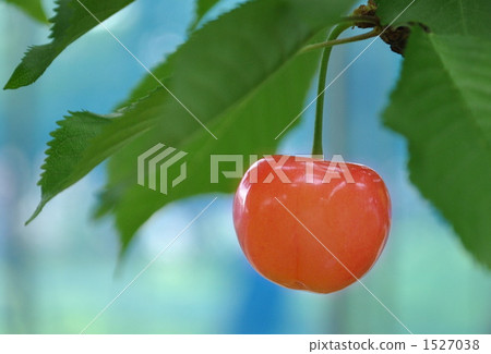 cherries, cherry, fruit 1527038