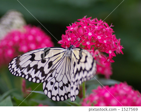 rice paper butterfly, tree nymph butterfly, butterfly 1527569