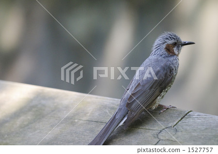 brown-eared bulbul, wild bird, bird 1527757