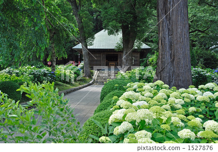 走Oume和Shiitake Kanonji 1527876