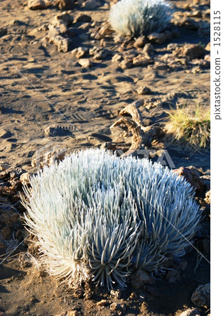 Alpine Plants Silver Grass Grain Alpine Plants Silver Grass Grain 1528115
