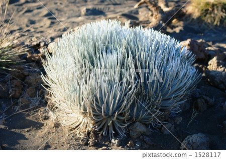 Alpine Plants Silver Grass Grain Alpine Plants Silver Grass Grain 1528117