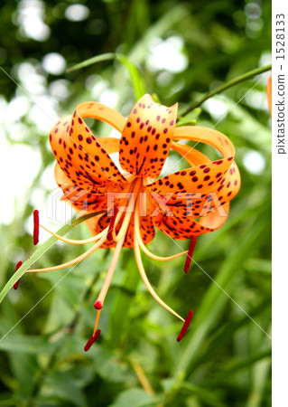 Kisori Onigaru 1528133