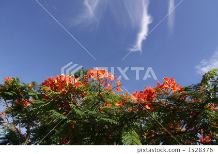 鳳凰樹 艷麗 鳳凰木 1528376