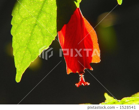 熱帶花卉Una粉末飛 - Aoi家庭13 熱帶花卉Una粉末飛 - Aoi家庭13 1528541