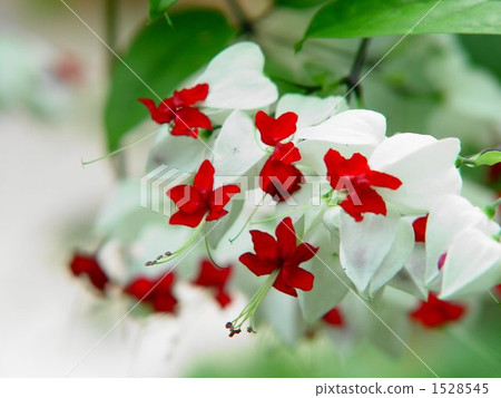 Tropical flowers Creo dandoro and camphoraceae 03 1528545