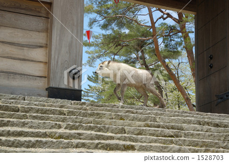 serow, appearance, arrival 1528703