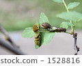 larva, ageha butterfly, bug 1528816