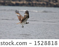 sea hawk, birds of prey, raptores 1528818