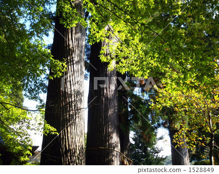 coniferous trees, forest, wood 1528849