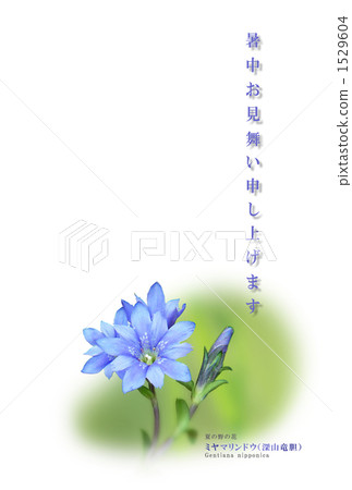 夏天領域花Miyama Gentian 夏天領域花Miyama Gentian 1529604