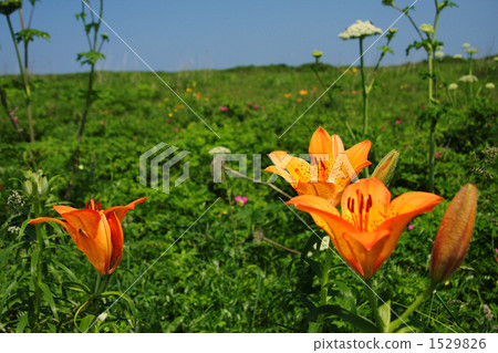 Wakka Wild Flower Garden 1529826