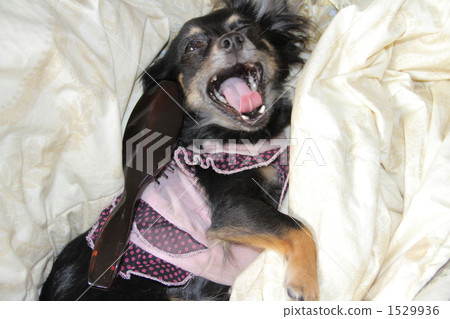 奇瓦瓦 奇瓦瓦 1529936