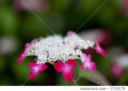 繡球 繡球 1530176