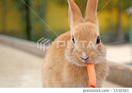rabbit eating carrot