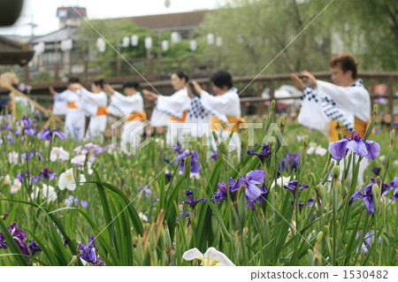 Suicide Ayame Festival Ceremony Suicide Ayame Festival Ceremony 1530482