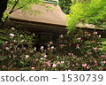 Murō-ji temple, rhododendron, nara prefecture 1530739
