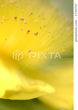 Beyowanagi. Beyowanagi. 1530747