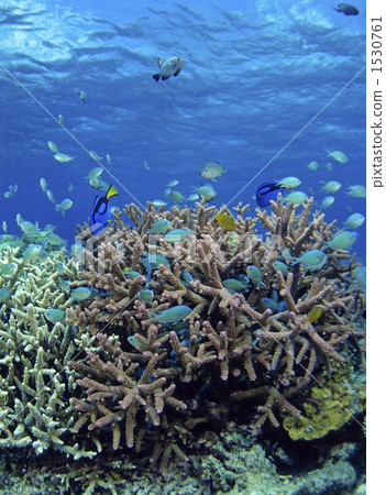 Sea of coral reef 1530761