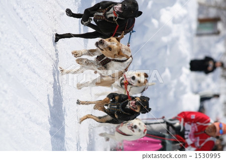 dog sled, dogsled, sprint 1530995