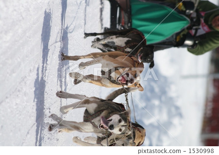 dog sled, dogsled, dog sports 1530998