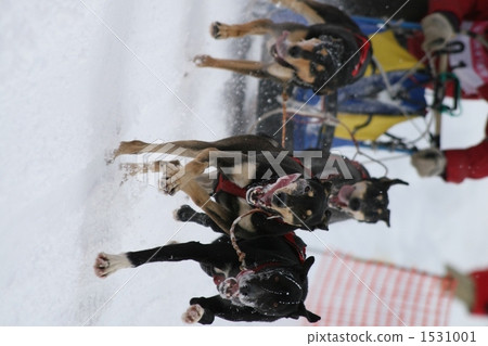 狗拉雪橇 短跑 犬類運動 1531001