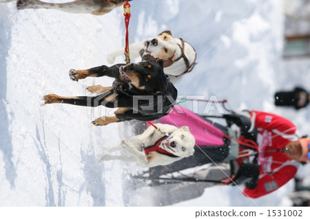 dog sports, dog sled, dogsled 1531002