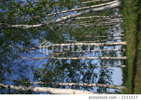 銀樺樹 一陣風 札幌 1531017