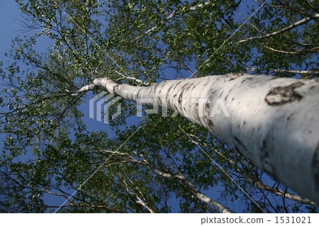 silver birch, white birch, one 1531021