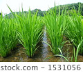 seeding, paddy, rice plant 1531056