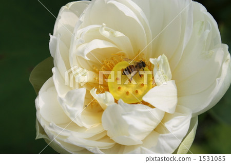 lotus flower, bee, hive bee 1531085