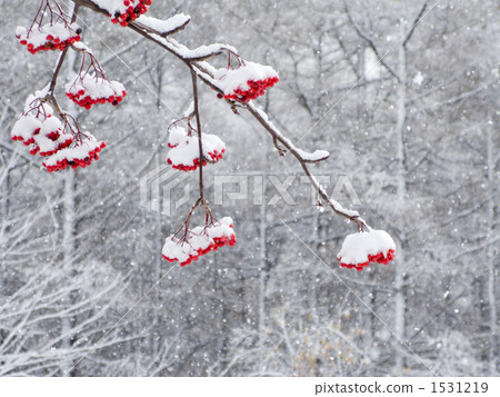 Red fruit and snowfall of the grasshopper 1531219