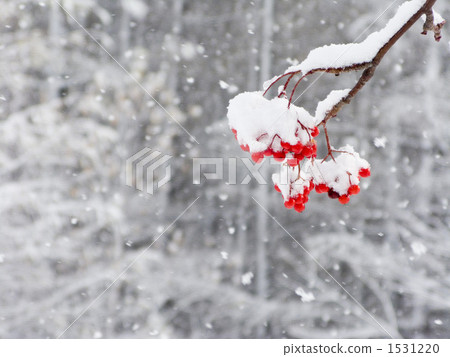Red fruit and snowfall of the grasshopper 1531220