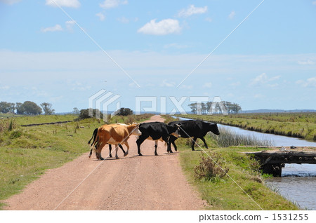 Uruguayan livestock Uruguayan livestock 1531255