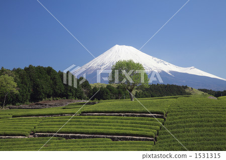 富士山和茶園 1531315