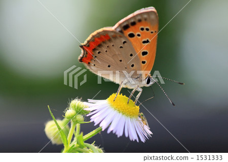 Beeswax cocktail 1531333