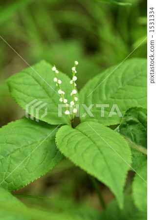 chloranthus serratus, sarcandra glabra, futari-shizuka 1531334