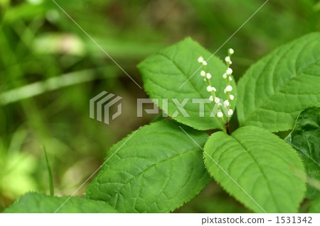 金粟鋸 草珊瑚 春天 1531342