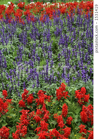 薰衣鼠尾草 香草 草本的 1531419