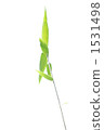 Bamboo leaf  1531498