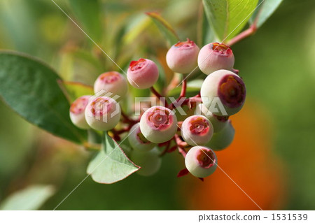 藍莓 植物 植物學 1531539