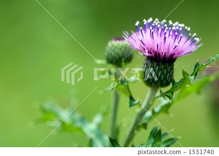 薊花以綠色 1531740
