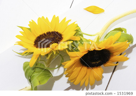 白色背景 白底 向日葵 1531969