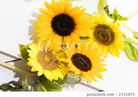 白色背景 白底 向日葵 1531973