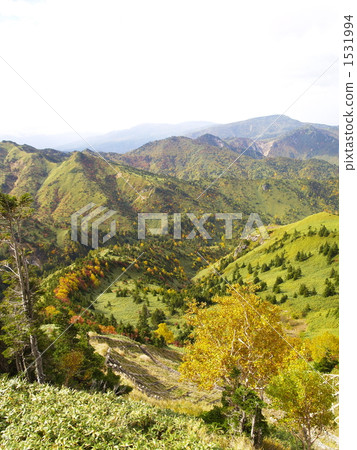 The yellow leaves of Shiga Kogen 1531994