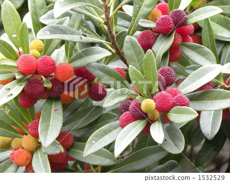 楊梅 楊梅屬植物 亞洲香（楊）梅 1532529