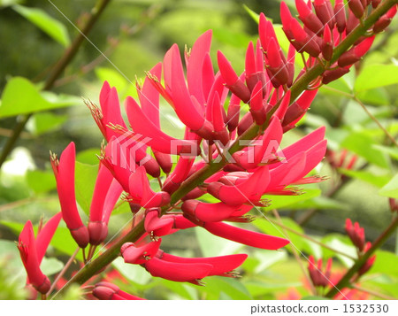 刺桐 花朵 花 1532530