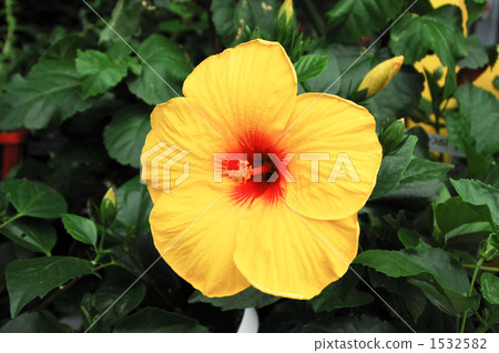 Hibiscus Hibiscus 1532582